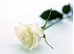 Roy, Micheline
