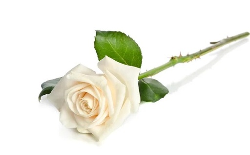 Elefthérios Théophanidis