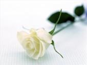 Cheryl Kies