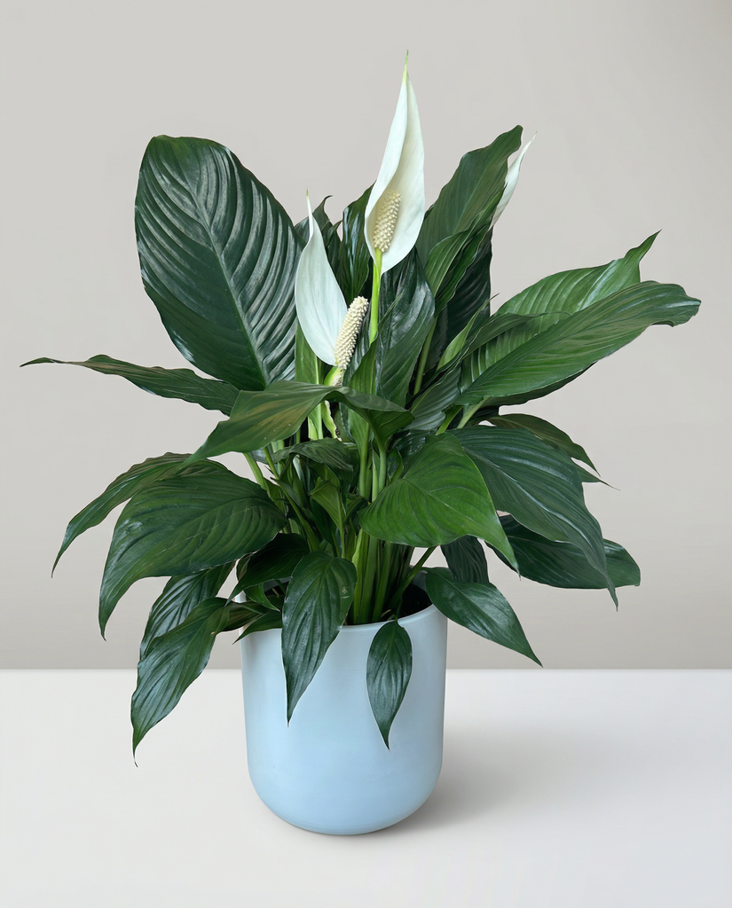 Spathiphyllum | Lys de Paix 