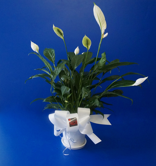 Lys de paix