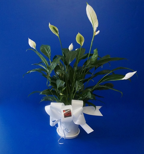 Lys de paix